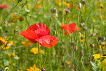 Fototapeta premium Wildblumenwiese mit Klatschmohn