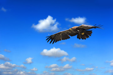 Raubvogel 33