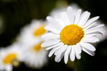 Obraz premium Daisy