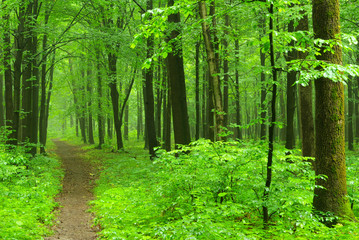 green forest