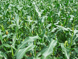 Corn Field Closeup