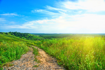 Summer landscape