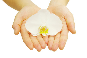 hands and orchid