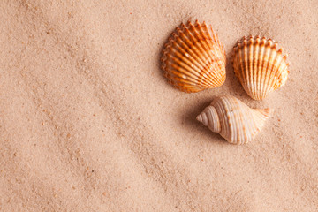 Fototapeta na wymiar seashells in sand