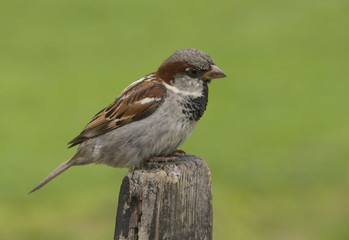 House sparrow