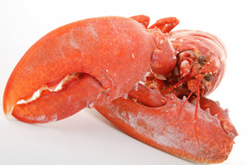 homard sur fond blanc