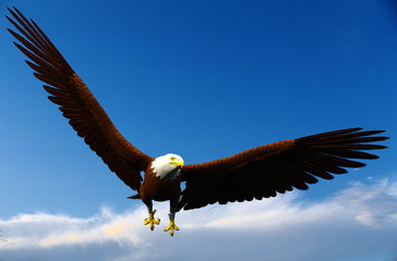 american bald eagle freedom