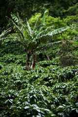 Fototapeta na wymiar Rośliny kawy na plantacji w Kostaryce