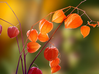 Lampionblumen © Uplandpics