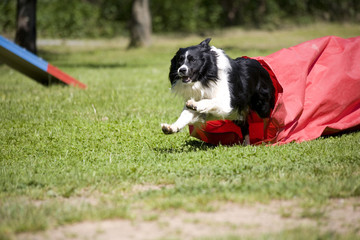 Border Collie