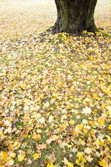 detail of autumnal tree