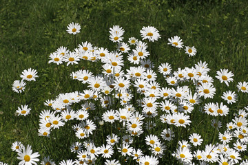 Leucanthemum vulgare, Wiesen-Margerite - Oxeye daisy