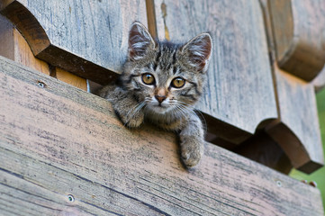 K&auml;tzchen auf dem Balkon