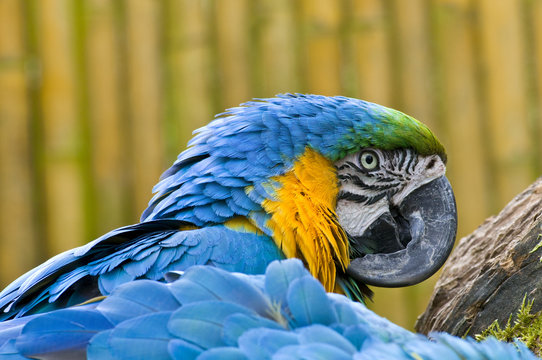 Papagei mit blauen und gelben Federn