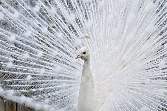 Wei&szlig;er Pfau schl&auml;gt Rad