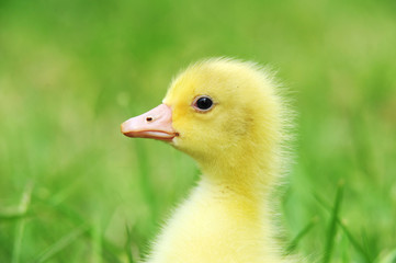 Cute fluffy  chick