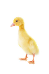 yellow fluffy duckling
