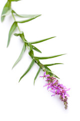 Blutweiderich (Lythrum salicaria) liegend auf weißem Hintergrund
