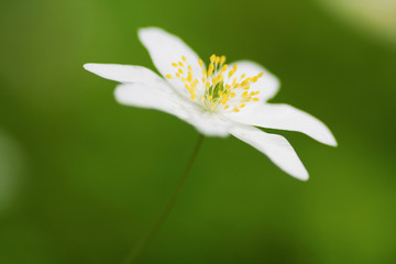 wood anemone