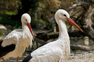 Zwei Weißstörche