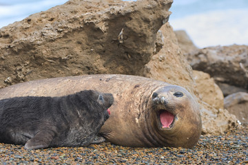 Mother and baby elephant seals.
