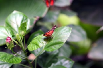 Cethosia biblis or Red Lacewing butterfly