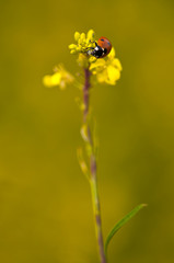 ladybird feeding on aphid
