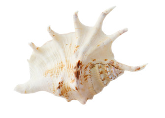 conch