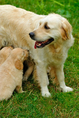 Golden retriever puppy in the grass