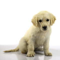 Golden retriever puppy isolated