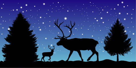 reindeer in winter night