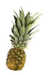 Fototapeta premium Pineapple