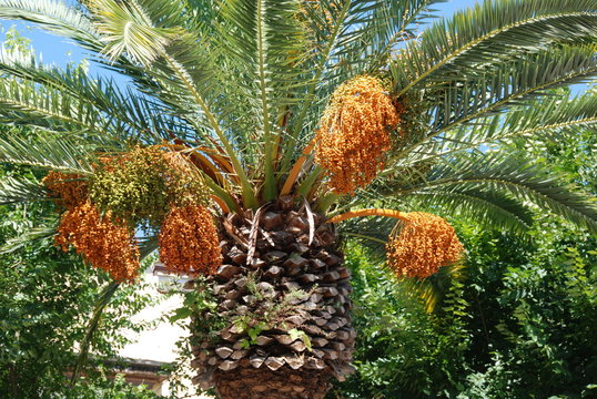 fiori di palma