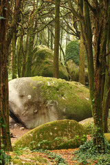 Green forest trees with huge rocks