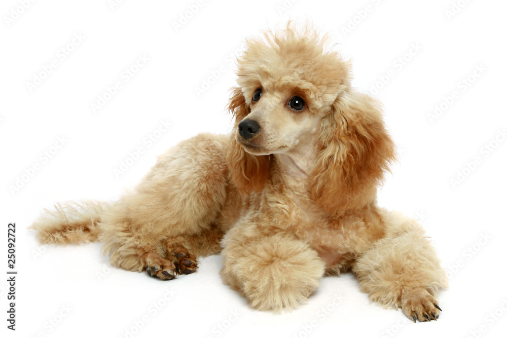 Wall mural Small apricot poodle puppy