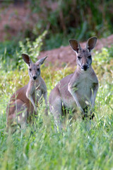 Fototapeta premium Red kangaroo