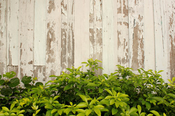 wood wall and bush