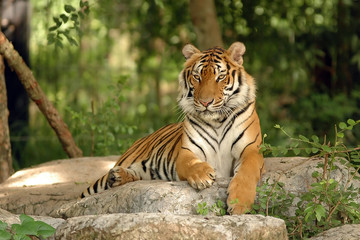 Indochinese Tiger