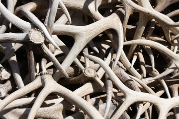 Stack of Elk Antlers
