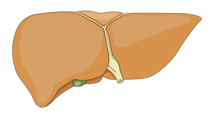 Liver