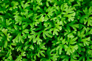 Green bush seamless background