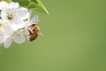 Bee on a cherry blosom © yogishe