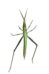 long-headed grasshopper (Acrida bicolor) isolated on white