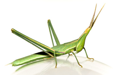 long-headed grasshopper (Acrida bicolor) isolated on glass