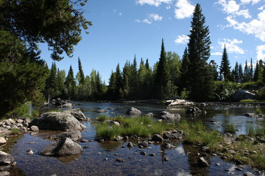 Rocky River view of Pine Trees