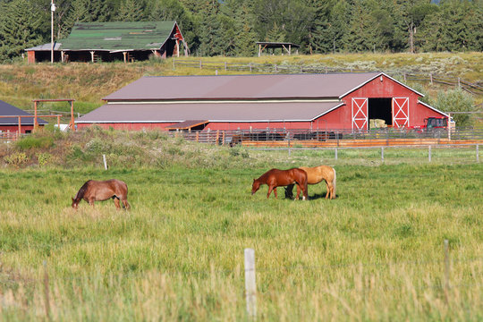 Horses on a ranch
