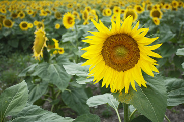 Tournesols