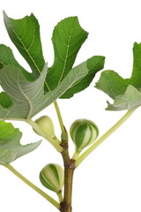 Ficus carica 'Zebra Sweet'