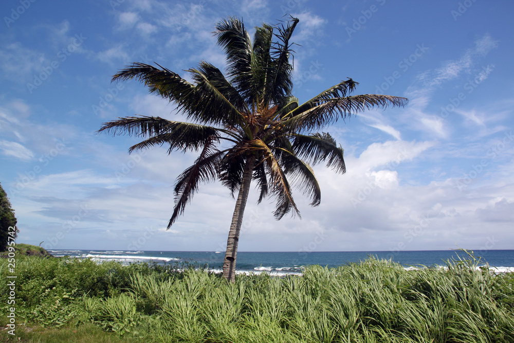 Poster Palm tree