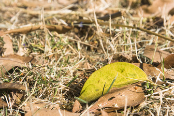 Foliage on ground